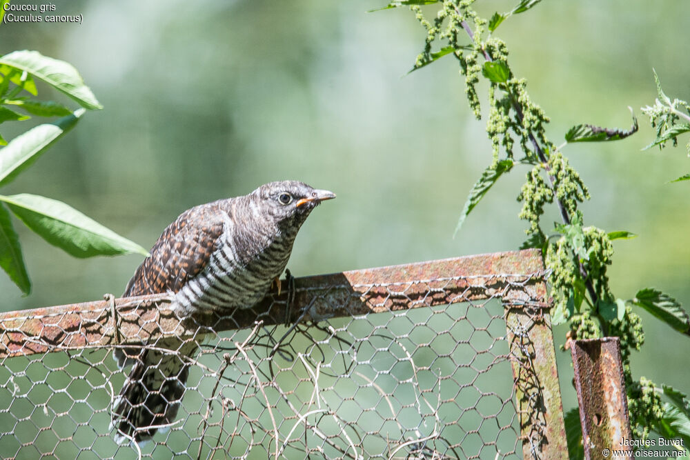 Common Cuckoojuvenile, identification, close-up portrait, aspect, pigmentation