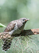 Common Cuckoo