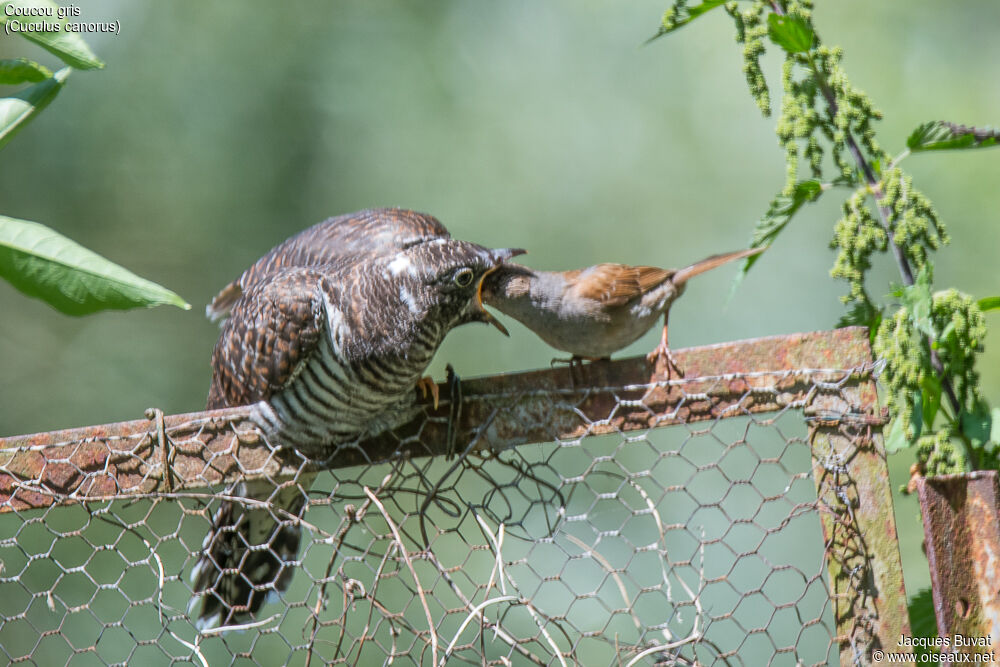 Common Cuckoojuvenile, identification, aspect, pigmentation, parasitic reprod.