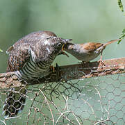 Common Cuckoo