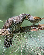 Common Cuckoo