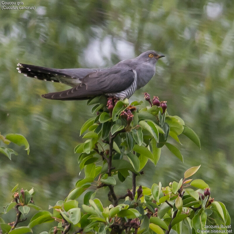 Common Cuckoo male adult breeding, identification, aspect, pigmentation