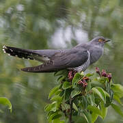 Common Cuckoo