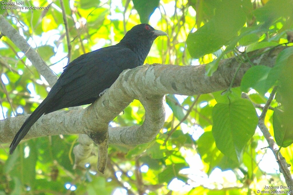 Asian Koel male adult