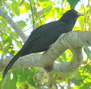 Asian Koel