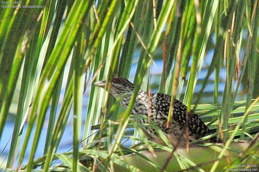 Asian Koel