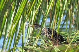 Asian Koel