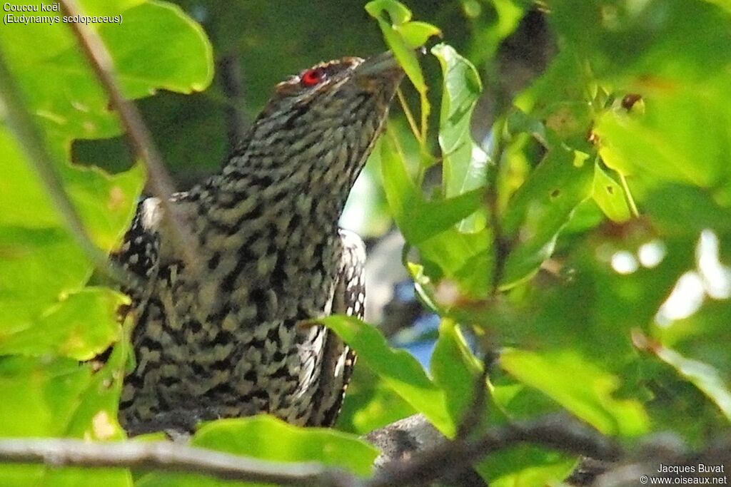 Asian Koel female adult