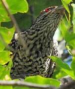 Asian Koel