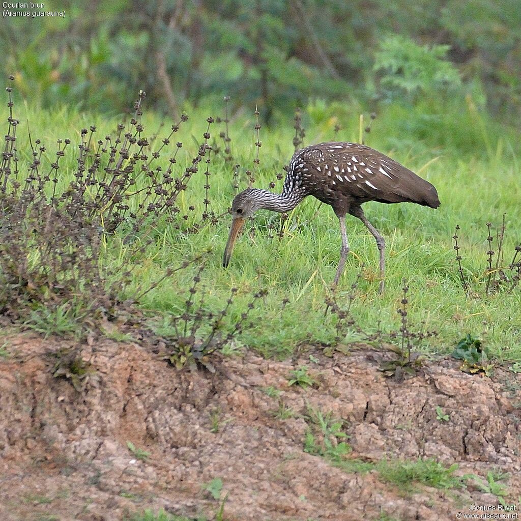 Limpkinadult, habitat, aspect, pigmentation, walking