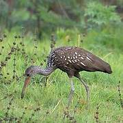 Limpkin