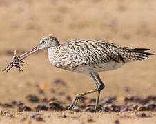 Eurasian Curlew