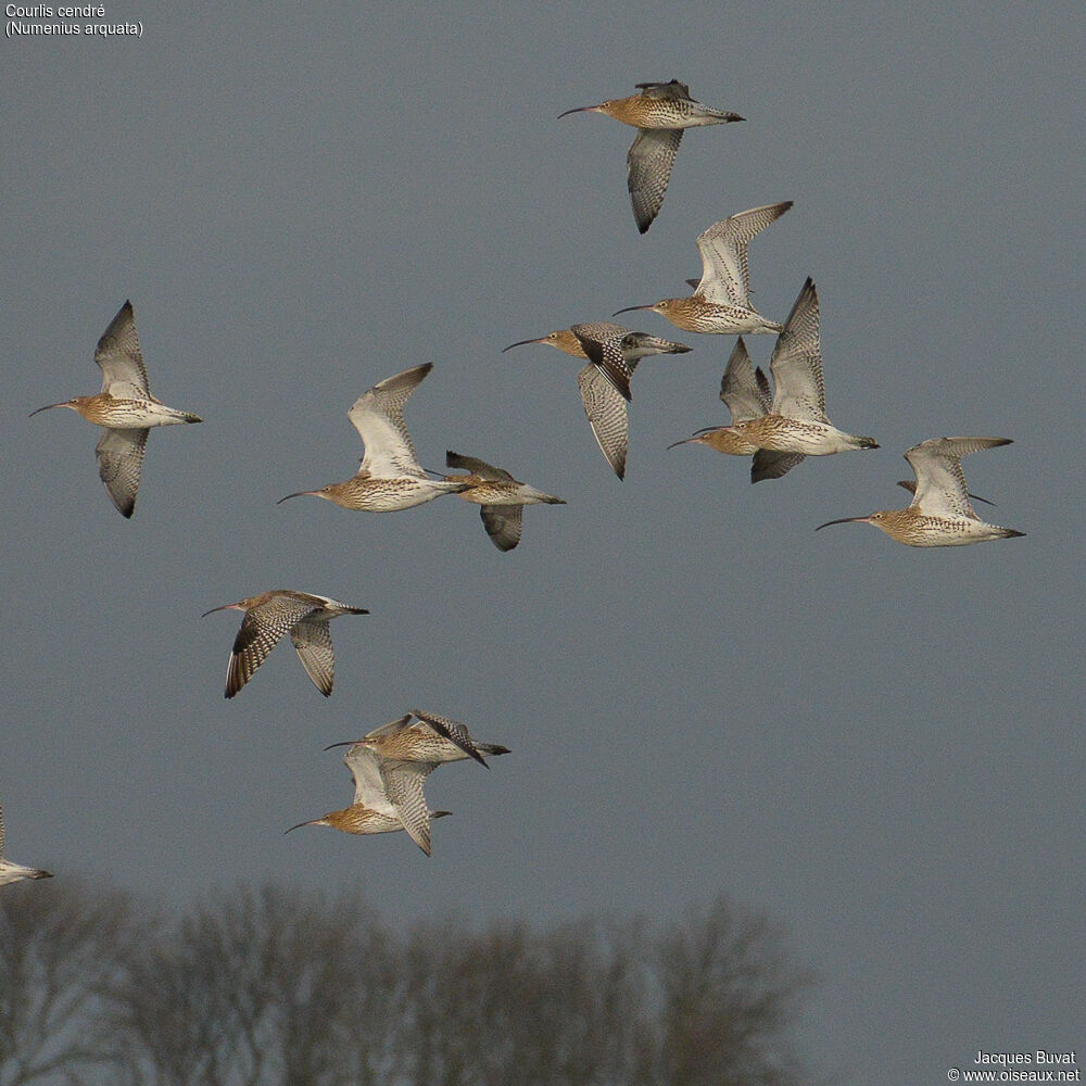 Eurasian Curlew