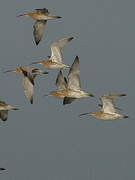 Eurasian Curlew