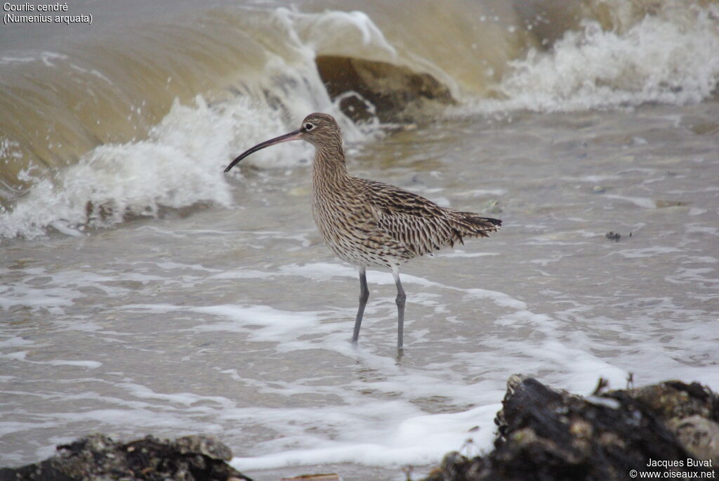 Eurasian Curlewadult, identification, aspect, pigmentation, walking, fishing/hunting