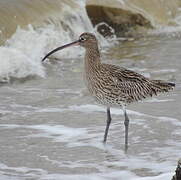 Eurasian Curlew