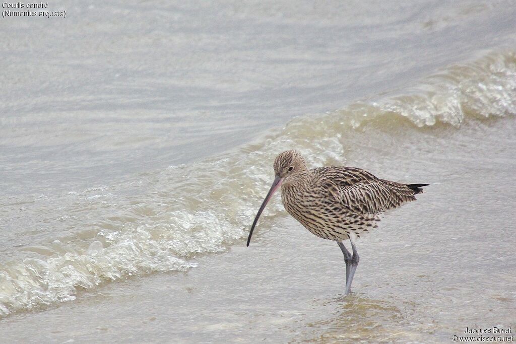 Eurasian Curlewadult, aspect, pigmentation, walking