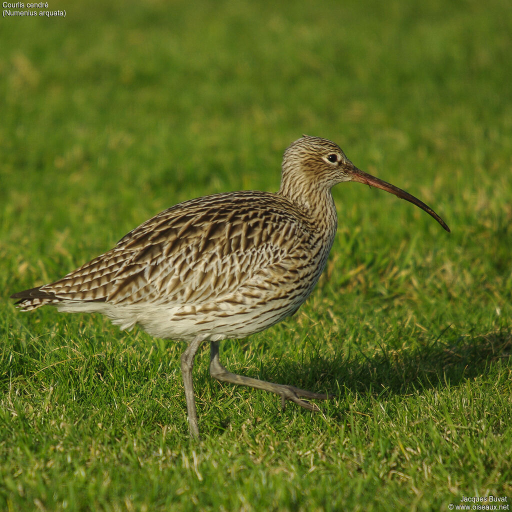 Eurasian Curlew