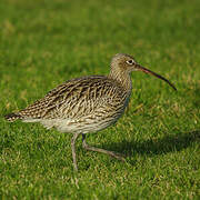 Eurasian Curlew