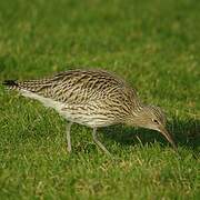 Eurasian Curlew