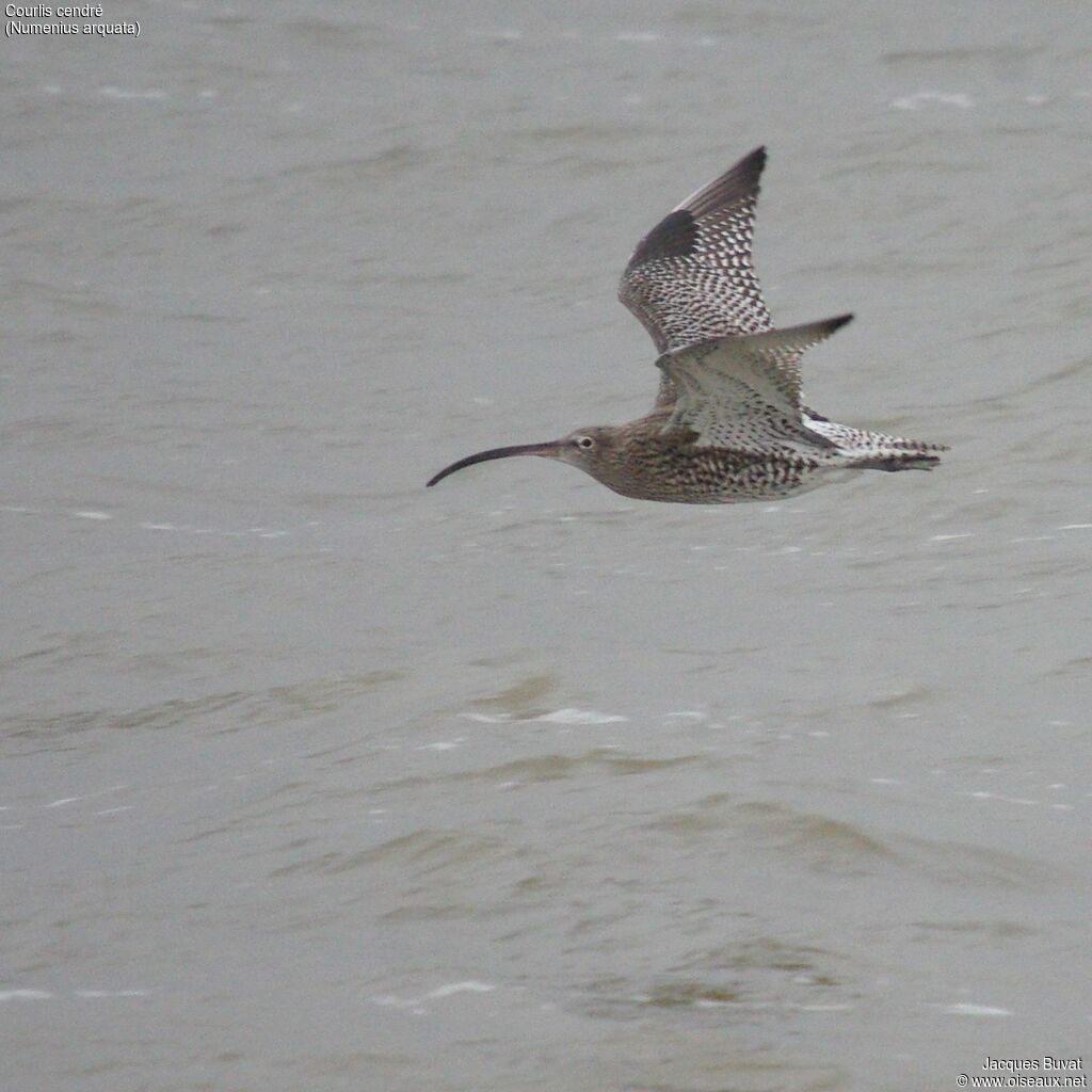 Eurasian Curlewadult, aspect, pigmentation, Flight