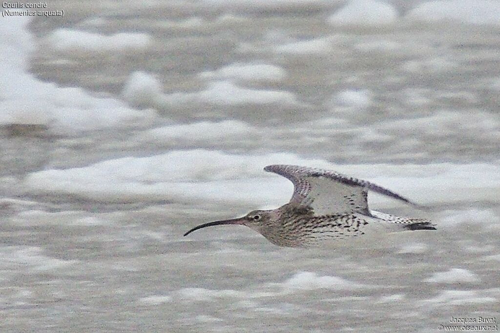 Eurasian Curlewadult, aspect, pigmentation, Flight