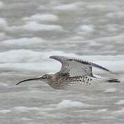 Eurasian Curlew