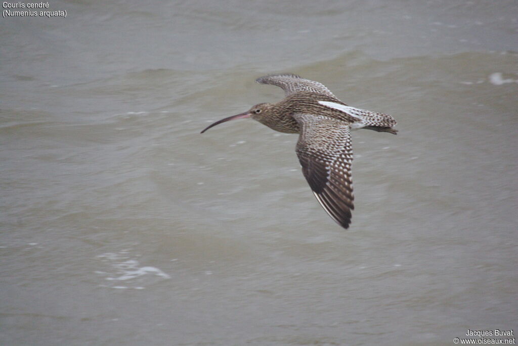 Eurasian Curlewadult, aspect, pigmentation, Flight