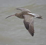 Eurasian Curlew