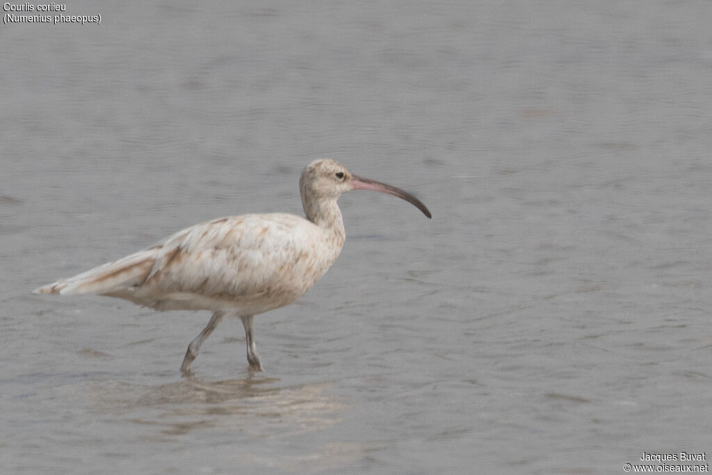 Whimbreladult, identification, aspect, pigmentation