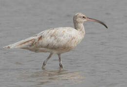 Eurasian Whimbrel