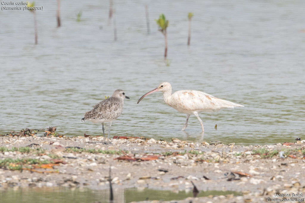 Eurasian Whimbreladult, identification, aspect, pigmentation