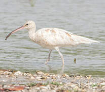 Eurasian Whimbrel