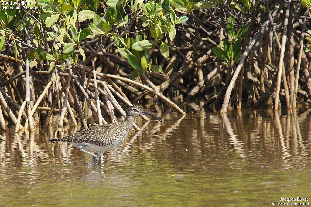 Whimbreladult, identification, aspect, pigmentation, walking