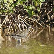 Eurasian Whimbrel