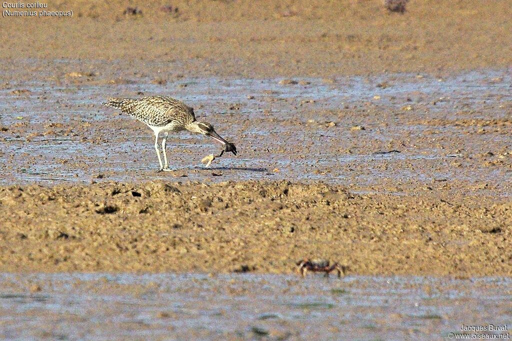 Whimbreladult, feeding habits, eats