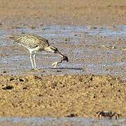 Eurasian Whimbrel