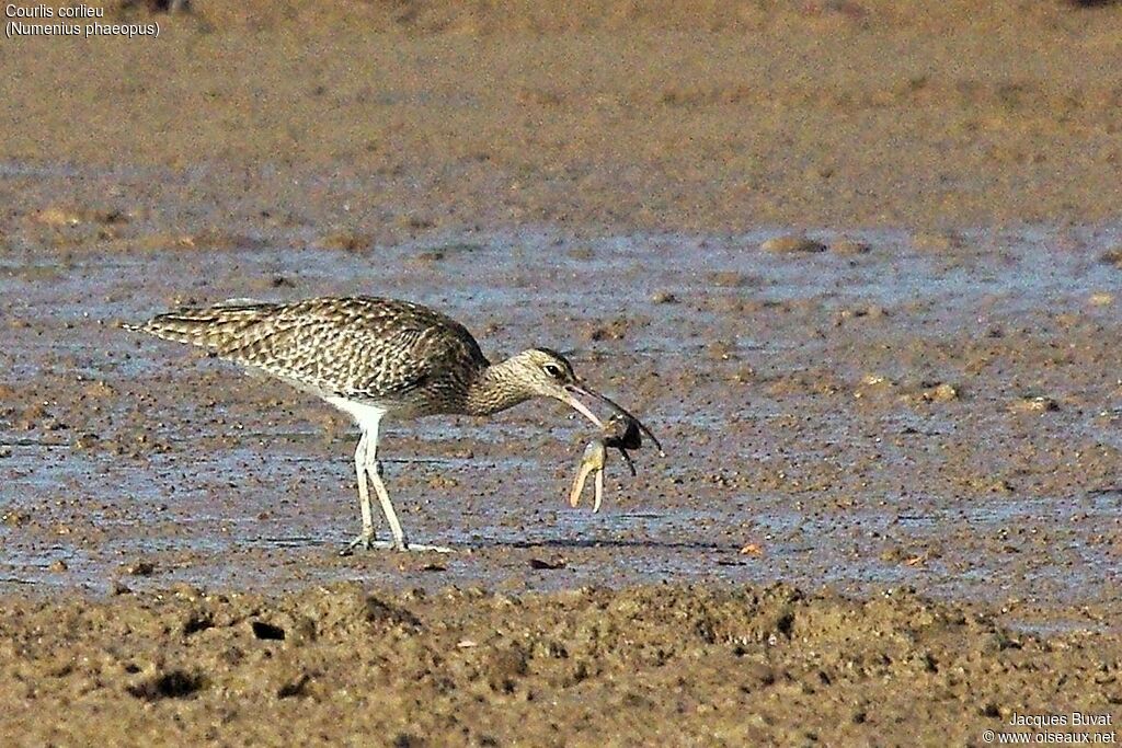 Whimbrel, feeding habits