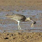 Eurasian Whimbrel