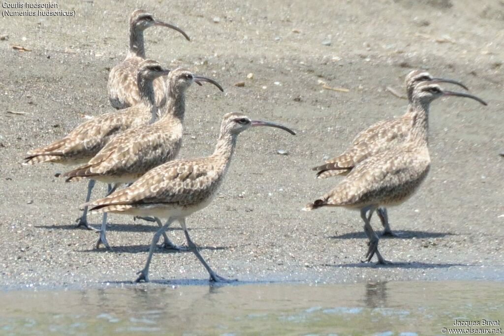 Hudsonian Whimbreladult