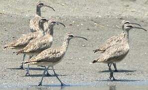 Hudsonian Whimbrel