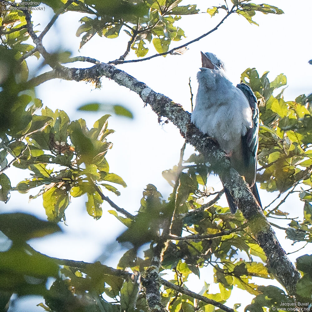 Cuckoo-roller male adult