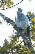 Cuckoo-roller