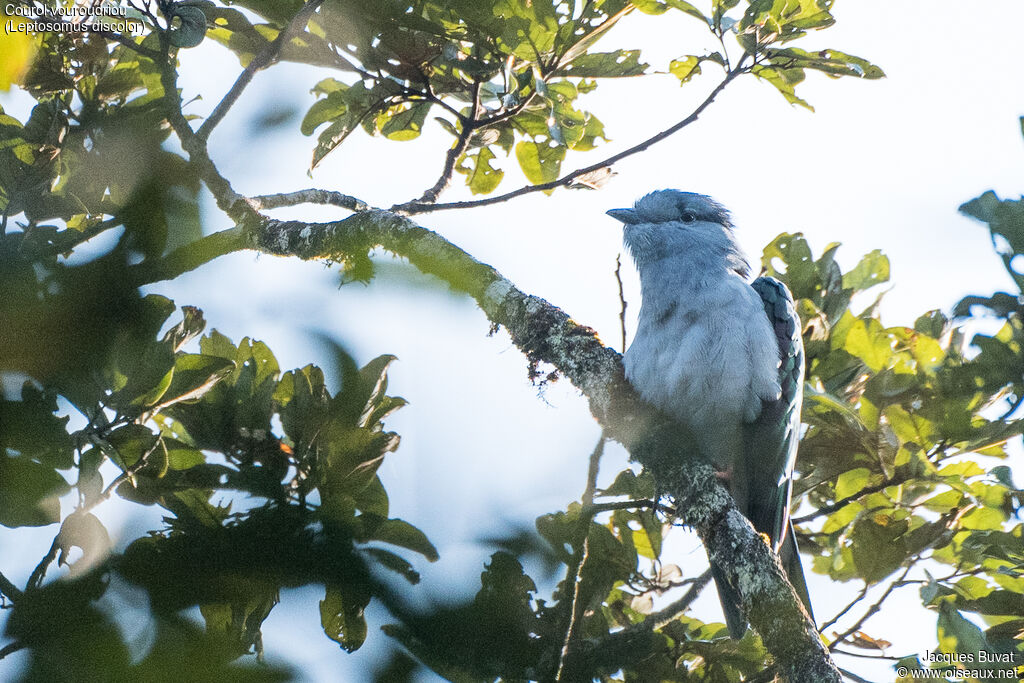 Cuckoo-roller male adult