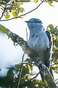 Cuckoo-roller