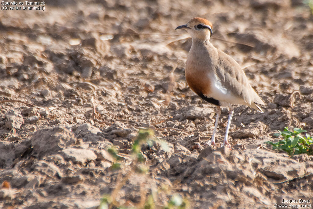 Temminck's Courseradult