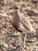 Temminck's Courser