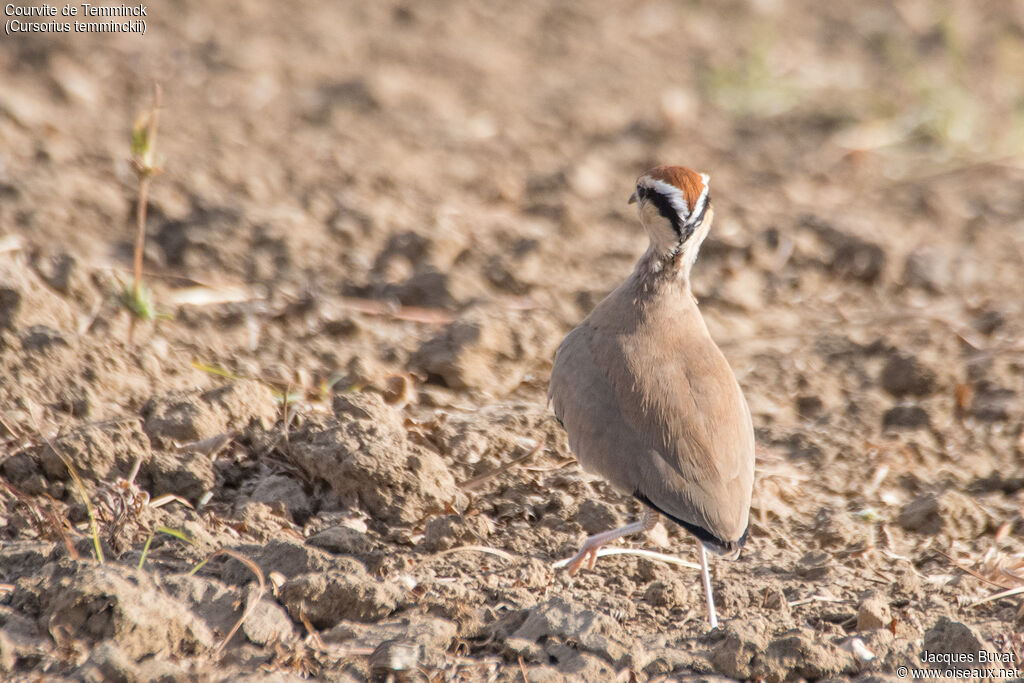 Temminck's Courseradult