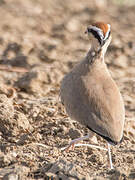 Temminck's Courser