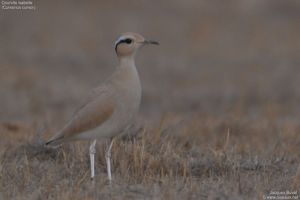 Cream-colored Courseradult